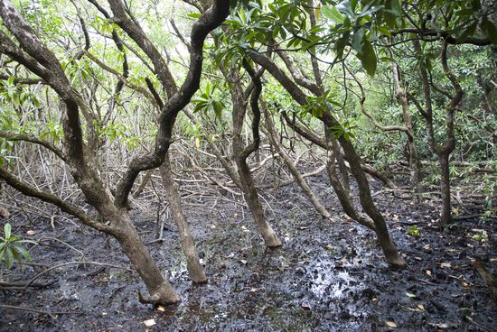 Auf dem Maardja Boardwalk.