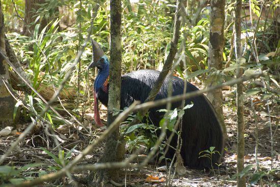 Erst stand er eine Weile, dann hat er es sich hinter einem Baum gemütlich gemacht. Wie es sich für einen guten Papa gehört, brütet er die Eier 50 Tage lang und zieht dann die Kinder groß.