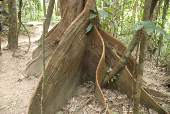 In der Mossman Schucht.
