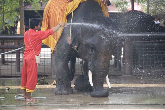 Dieser Elefant benötigt auch eine Abkühlung