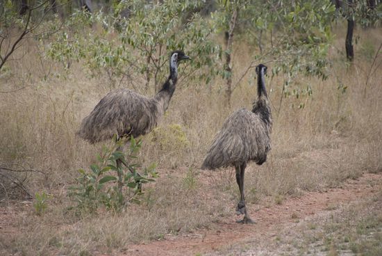 Emus.