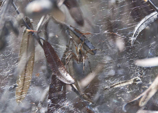 Wieder mal eine Spinne.