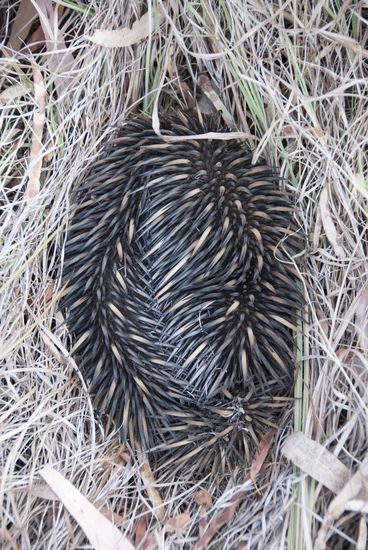 Und zum Abschied noch ein Echidna (Schnabeligel), ein eierlegendes Säugetier wie der Platypus.