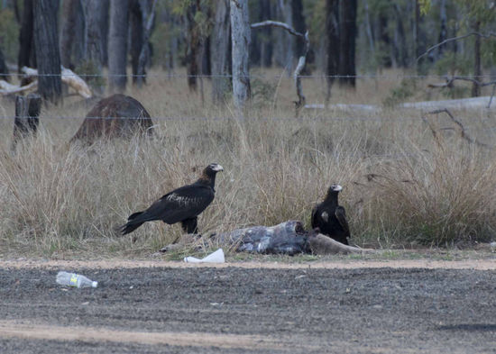 1.800 Euro Selbstbeteiligung im Falle eines Unfalls ist ein gutes Argument im Dunkeln langsam und vorsichtig zu fahren. Unzählige tote Kängurus säumten die Straßen. Hier räumen zwei schwarze Adler ein wenig auf. Ein paar Kilometer weiter lag sogar eine tote Kuh auf der Fahrbahn.