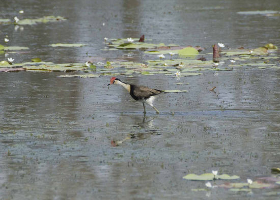 Dies hier ist ein Jacana, auch „Jesus-Vogel“ genannt, da er auf dem Wasser laufen kann.