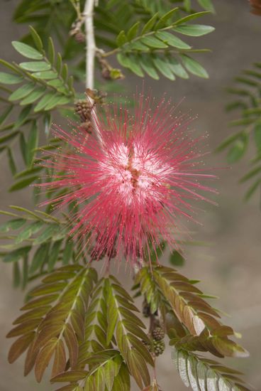 Im Botanischen Garten.