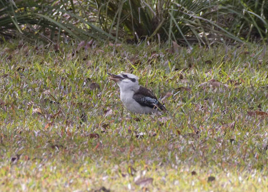 Laughing Kookaburra, auch lachender Hans genannt, gehört zu der Gattung der Eisvögel.