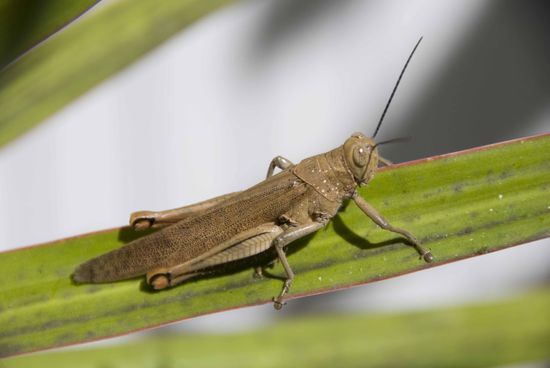 Bei der Abfahrt vom Campingplatz zum Flughafen Mackay grüßte uns noch diese Heuschrecke.