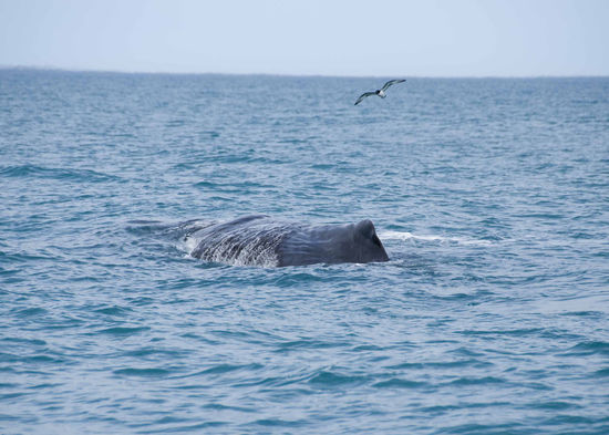 Hi, ich bin der Urenkel von Moby Dick.