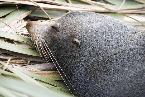 Die Robben (diese Unterart der Robbe nennt man neuseeländische Seebären) liegen meistens faul an der Küste herum.