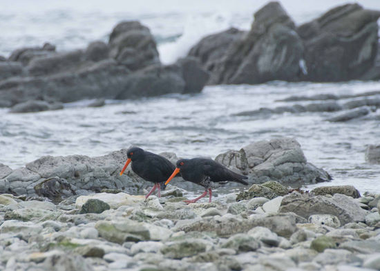Diese Austernfischer sind gleich mal viel aufgeweckter als die Robben.