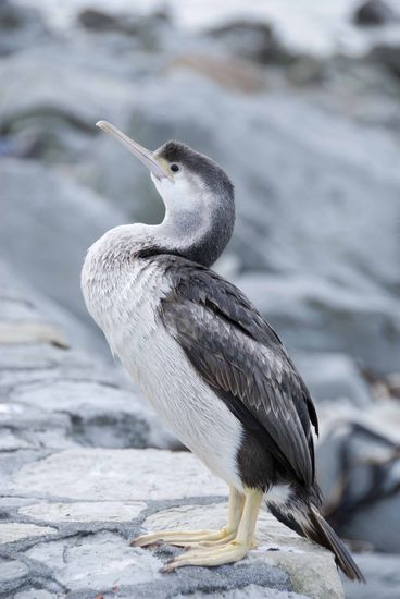 Hey Vogel, sei mal nicht so hochnäsig!