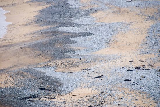 Dieser Pinguin am Strand in 100 Meter Entfernung lenkt zunächst mal die Blicke auf sich.