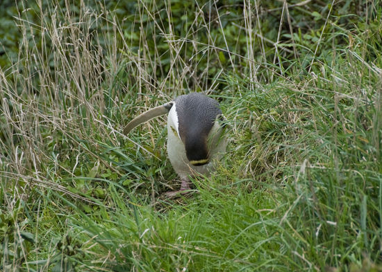 Hallo, gestattet, Pingu mein Name.