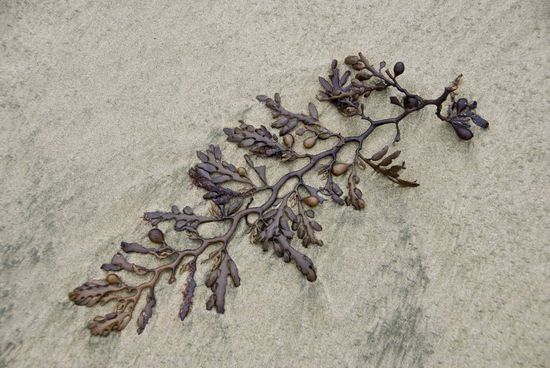 … mit der Surat Bay vor der Haustüre.