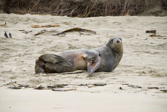 Surat Bay. Dieser junge Seelöwenbulle hat wohl den Kampf seines Lebens verloren. Einsam und ein wenig verletzt liegt er am Strand.