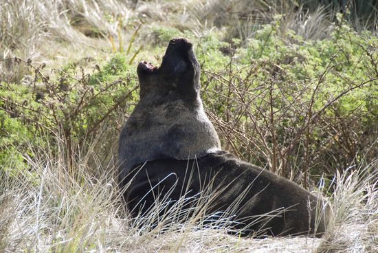Die Neuseeland Seelöwen gibt es nur selten auf den zwei Hauptinseln zu sehen, sie leben überwiegend auf den kleinen unbewohnten Inseln im Süden. Nachdem sie durch Robbenjäger stark dezimiert worden sind, erholt sich die Population dank dem vorbildlichen Artenschutz der Neuseeländer wieder.