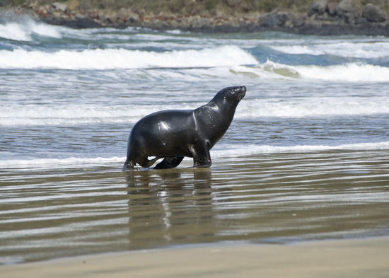 Hier ein besonders schönes Exemplar.