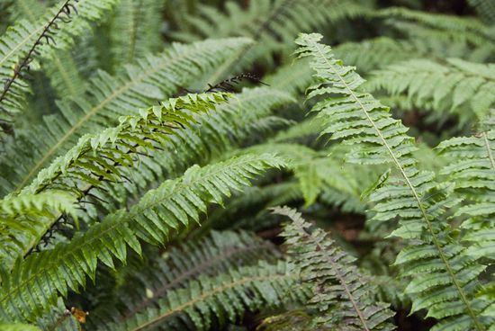 Farne, die Wälder sind gespickt davon.