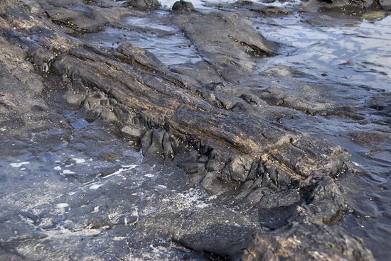 Versteinerter Wald, 160 Millionen Jahre alt, ist einer der ältesten der Welt.