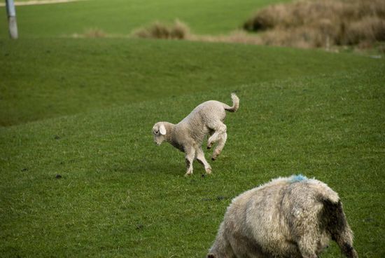 Lamm übt Handstand. Übrigens, die blaue Farbe auf dem Schaf vorne bedeutet, dass es für Aldi bestimmt ist.