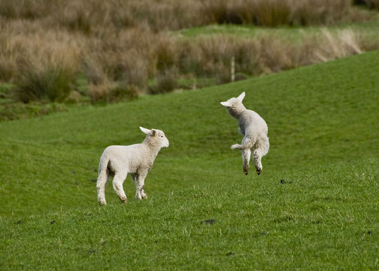 Lamm hat Rinderwahn und übt Pirouetten.