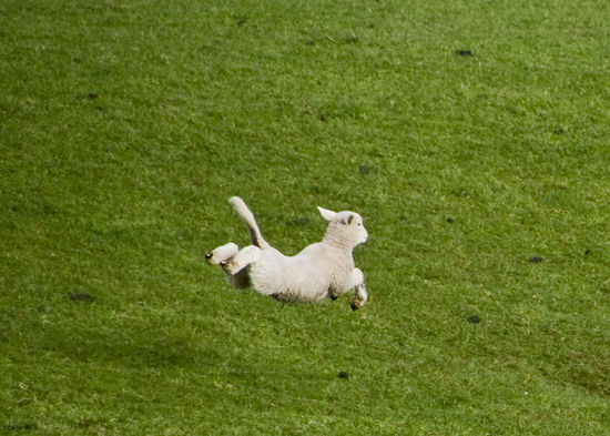 Lamm nun ganz durchgeknallt und übt Fliegen.