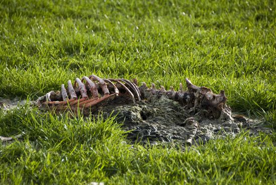 Hier kam uns jemand zuvor und hat unser Abendessen weggeschnappt. Frechheit!