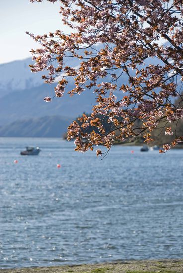 Frühling in Wanaka.