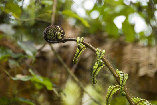 Mittlerweile sind wir stolze Besitzer von 500 Silberfarnsamen. Damit werden wir nächstes Jahr den „Kaiserstuhl“ etwas umgestalten.