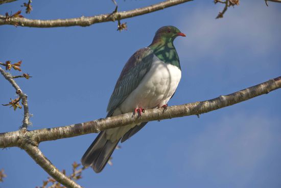 New Zealand Pigeon, Neuseelandtaube. Gar nicht mal so hässlich für eine Taube.