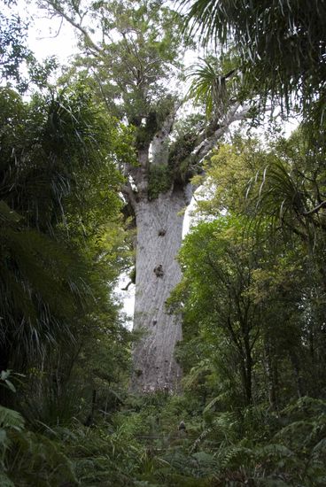 Ein mächtiger Kauri Baum, 51 Meter hoch, 13,8 Meter Stammumfang, geschätzte 2.000 Jahre alt.