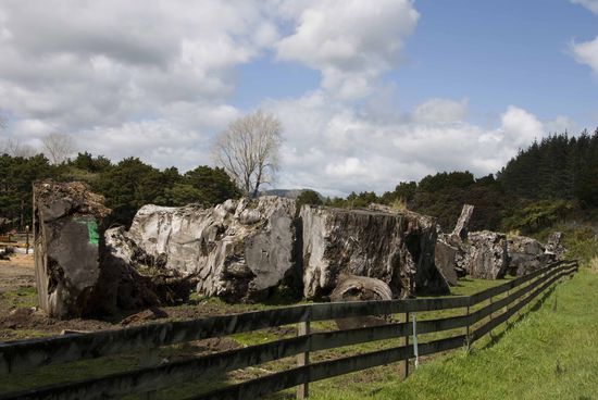 Kauri Bäume sind geschützt und dürfen nicht gefällt werden. Auf dem Bild hier seht ihr Teile von Kauri Bäumen, die schon sehr viele Jahre (30.000 bis 50.000 Jahre) im Boden konserviert waren und ausgegraben wurden. Dieses Holz darf verarbeitet und verkauft werden, wie z.B. in Form unserer neu gekauften  Holzschüssel.
