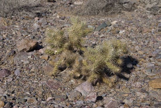 Diese Pflanzen leben wahrscheinlich von Luft und Liebe.