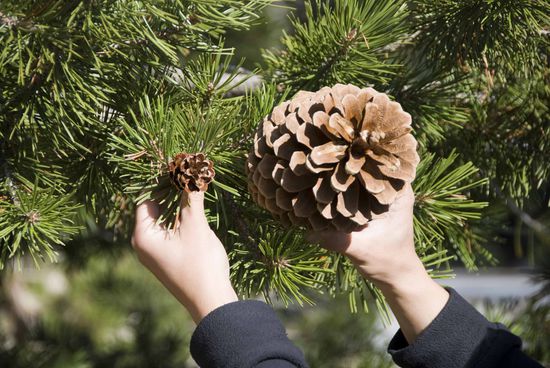 Riesige Zapfen im Yosemite Nationalpark.