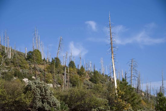 Waldbrände sind keine Seltenheit, davon hören und sehen wir immer wieder mal in den deutschen Nachrichten. Derzeit brennen ein paar Hundert Meilen südlich von hier bei Los Angeles große Waldflächen.