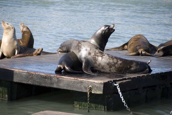 Im Viertel „Fisherman’s Wharf“. An der Pier 39 haben Seelöwen die Bootsanlegestellen in Beschlag genommen.