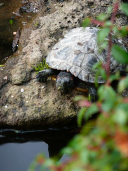 Killer tortoise in Chinagarden in Chinatown.