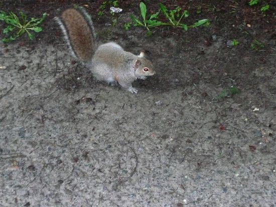 Das ist nur EINS! Die gibt es hier in braun und schwarz!
