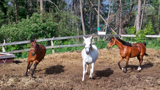 Die drei Willies! Timber, Daisy und Lucy