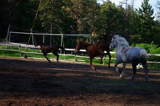Das Horse in der Mitte musste leider dran glauben... und ist jetzt begraben