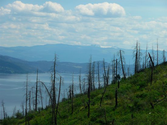 Es gab mal einen Waldbrand, deswegen sind die Bäume so komisch