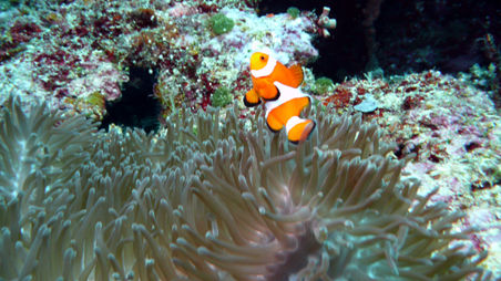 ... und Nemo.