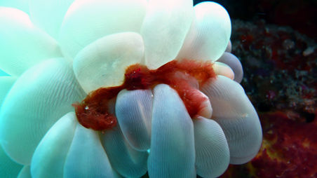 Orang crab in einer Blasenkoralle