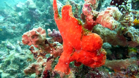giant frog fish / red phase