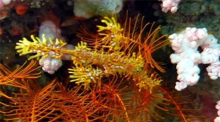 ghost pipe fish