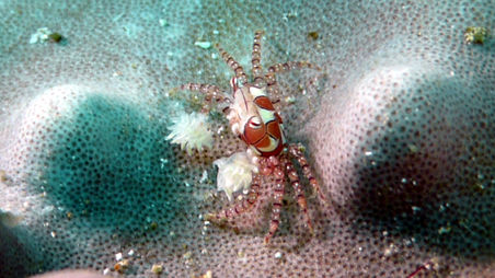 boxer crab
