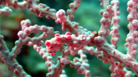 Pygmäenseepferdchen (ca. 5mm)