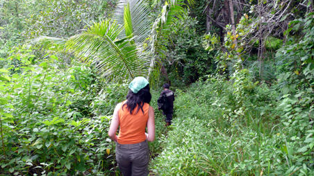 Welcome to the Jungle