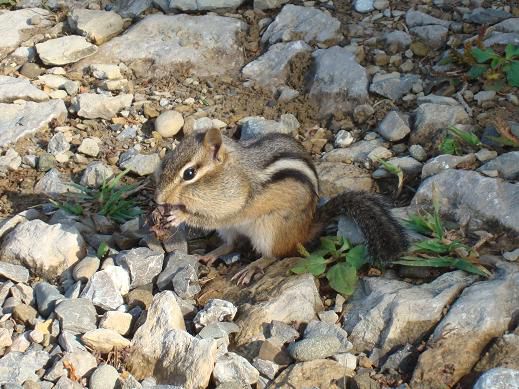 Im Parc Forillon ein Chipmunk – wie viele Kernen wohl noch Platz haben?